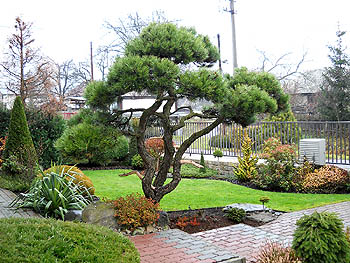 Pinus nigra Nana - po tvarovaní v roku 2010